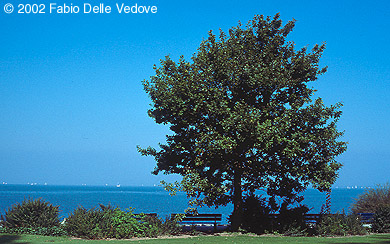 Zum Vergr&ouml;&szlig;ern klicken - Blick von der Seepromenade auf den Bodensee (Rorschach, September 2002).