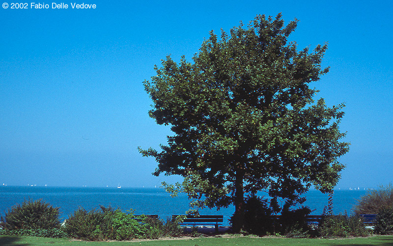 Blick von der Seepromenade auf den Bodensee (Rorschach, September 2002)
